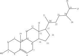 Image result for Lannea humilis