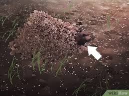 Check spelling or type a new query. How To Get Rid Of Ground Digger Wasps Cicada Killers From Your Lawn