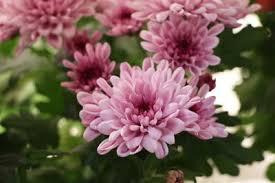 Chrysanthemen Pflege Schneiden Uberwintern Gartendialog De In 2020 Chrysanthemen Chrysanthemen Pflanzen Balkon Pflanzen