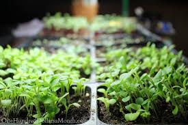 If you are using artificial lights, are the lights close enough to the seedlings? Starting Seedlings Under Grow Lights Vs Natural Light One Hundred Dollars A Month