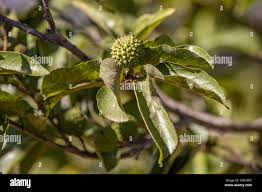 Image result for Guazuma