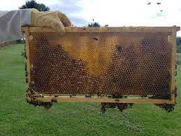 Vinegar Smell In One Hive Beekeeping Basics Flow Forum