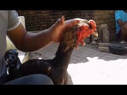 Vitamin untuk ayam aduan betina atau misalnya ayam bangkok agar cepat bertelur sama dengan vitamin ayam petelur. Vitamin Harian Agar Ayam Bangkok Tetap Fit Dan Sehat By The Hobby World