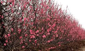 We did not find results for: The Most Beautiful Flowers In Vietnam Vietnamdrive