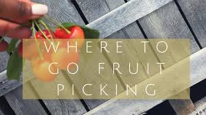 See these pages to find a local peach festival, blueberry festival and other festivals. Best Places To Pick Your Own Fruit In Maryland Healthy Kyla