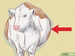 Bloating is excessive gas accumulation in the cattle rumen. How To Treat And Prevent Bloat In Cattle With Pictures Wikihow