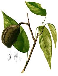 Image result for Pterygota mildbraedii