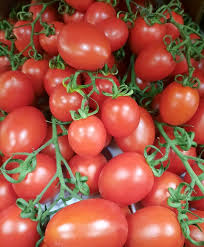 Image result for tomato Piccadilly