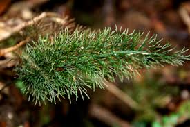 Image result for Abrodictyum