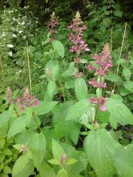 Image result for Cleistochlamys