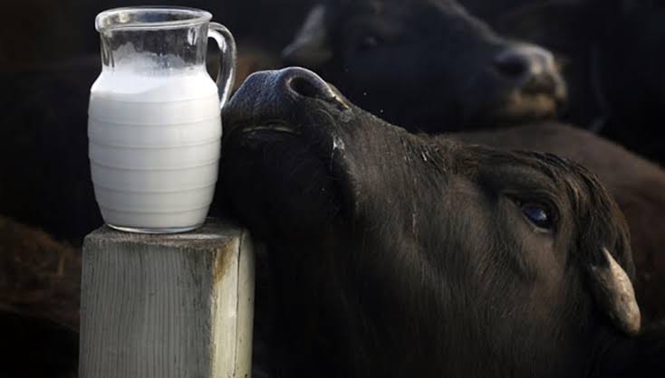 Las características de la leche de búfala y sus diferencias con la bovina | Infocampo