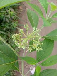 Image result for Hoslundia