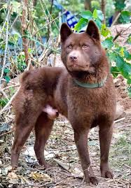 While the breed remains a mystery, dúi is. Hmong Dog Athletic Dog Working Dog Facebook