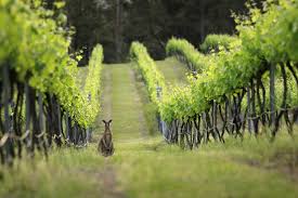 It is predicted that the hunter will become home to a population of one Official Website For The Hunter Valley Visitor Information