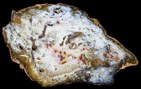 This one is an absolute one of a kind specimen cut from what i can honestly say is one of the most colorful hubbard basin petrified logs i've handled in. Pin On Treez