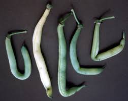 Image result for Phaseolus vulgaris