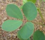 Image result for Chamaecrista wittei