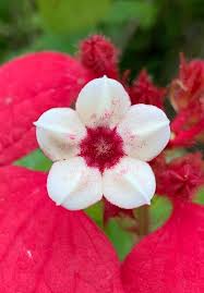 Image result for Mussaenda elegans