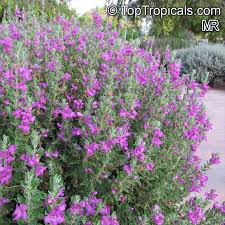 Texas sage shrub with southwestern landscape also autumn sage butterflies drought tolerant fall blooming hummingbirds landscape red flowers salvia greggii shrub southwest spring summer. Tall Purple Flowers In Texas Flix It