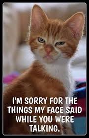 Pin By April Addington On Animal Memes Cute Funny Animals Funny Cats Funny Animal Memes