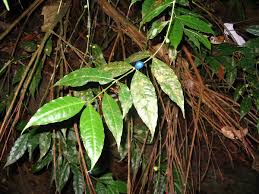 Image result for Lasianthus kilimandscharicus