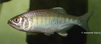 It is found in pakistan, india, nepal, bangladesh, sri lanka, bhutan and myanmar. Barilius Gatensis Malabar Baril Leuciscus Gatensis Barilius Rugosus Seriously Fish