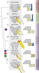 The spines on the fins are speculative. The Pharynx Of The Stem Chondrichthyan Ptomacanthus And The Early Evolution Of The Gnathostome Gill Skeleton Nature Communications