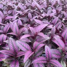 Image result for Strobilanthes