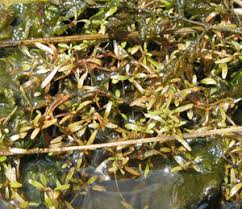 Image result for Ardisiandra wettsteinii