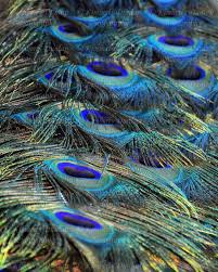 Bird With Big Feathers On Tail Fine Art Peacock 39 S Tail Photograph Beautiful Bird Print Feather Photo Wildlife Photography Blue Green Gold A Large Wall Canvas Gold Artwork Bird Prints