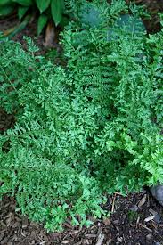 Image result for Pteris linearis