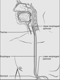 Image result for esophagus