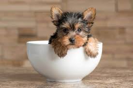 Jan 14, 2020 · yorkies have silky, continuously growing hair which should be brushed regularly if kept long. A Guide To Yorkie Size Weight And Growth Rate Family Pet Planet
