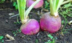 This is my first year growing them, but i really enjoy growing them because they grow pretty fast. Turnips Howstuffworks