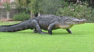 Blue Streak Daily On Twitter American Alligator Alligator Alligator Image