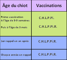 Vaccins Du Chien Du Chat Mode D Emploi