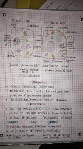 zellorganellen tierische pflanzliche zelle lernen tipps schule anatomie lernen biologiestunden
