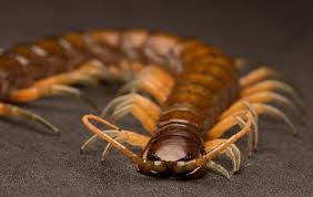 Here's Why One Should Never Kill A House Centipede | Accurate Pest Control