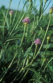 Image result for Cephalaria