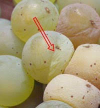 Image result for Metasphaeria diplodiella