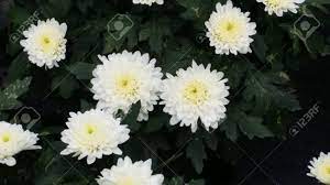 We did not find results for: White Mums King Louis Flower Plantation Baguio Stock Photo Picture And Royalty Free Image Image 79005318
