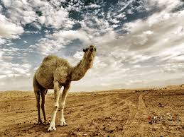 The forms of things unknown, the poet's pen. Poetry Chaikhana Wislawa Szymborska The Camel