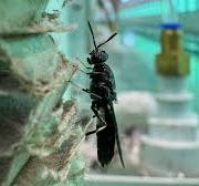 ENORM Biofactory nutzt Soldatenfliege und Roboter von KUKA ...