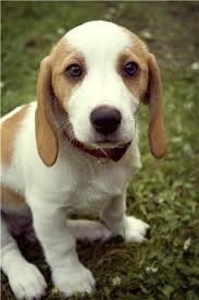 Basset Hound Beagle Mix Black And White Community Post Top 20 Beagle Hybrids Basset Hound Mix Cute Beagles Beagle Mix