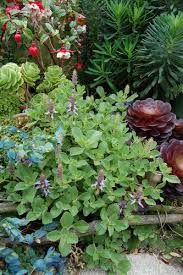 Image result for Plectranthus guruensis