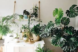 Houseplants Plants Decor Home Decor Interior Style Plant Corner Monstera Deliciosa Nordic Style Scandinavian Living Vintage Style Urban Jungle
