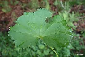 Image result for Tragus pedunculatus