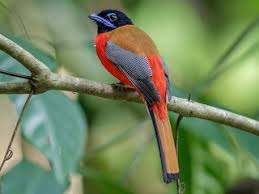 Image result for Enteropogon rupestris