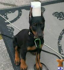 Doberman pinscher puppies do not require much grooming and come in a variety of colors. Doberman Pinscher Puppy For Sale Cassie 21 Months Old