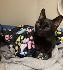 Cat Sits In 'Free' Basket In Hopes That Someone Will Take Him Home